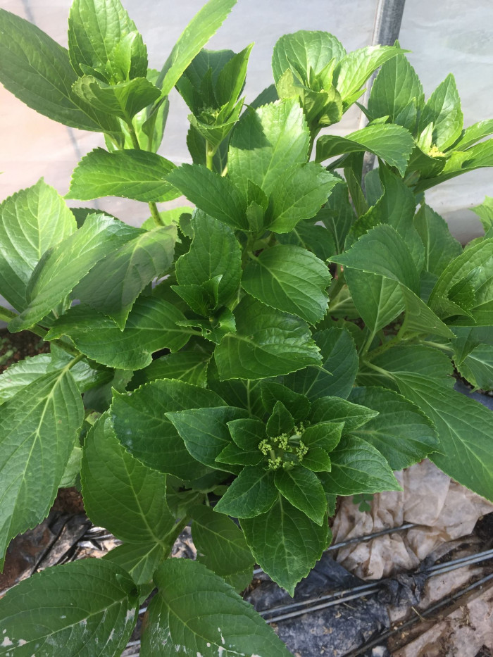 수국 - Hydrangea, Hydrangea macrophylla (Thunb.) Ser. for. otaksa (Siebold & Zucc.) E. H. Wilson