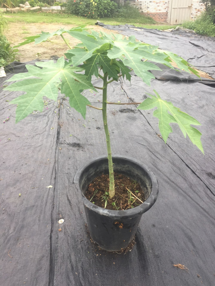 파파야 - Papaya, Carica papaya