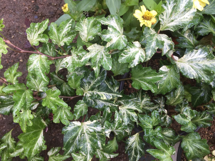 아이비 - Ivy, Common Ivy
