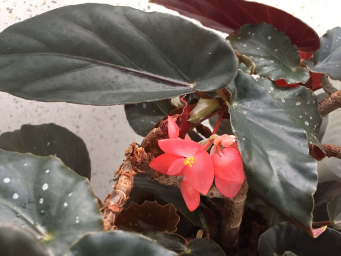꽃베고니아 - Wax Begonias, Begonia semperflorens