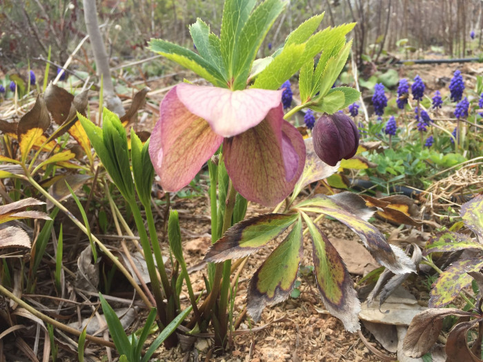 크리스마스로즈 - Christmas rose, Black hellebore, Helleborus niger L.