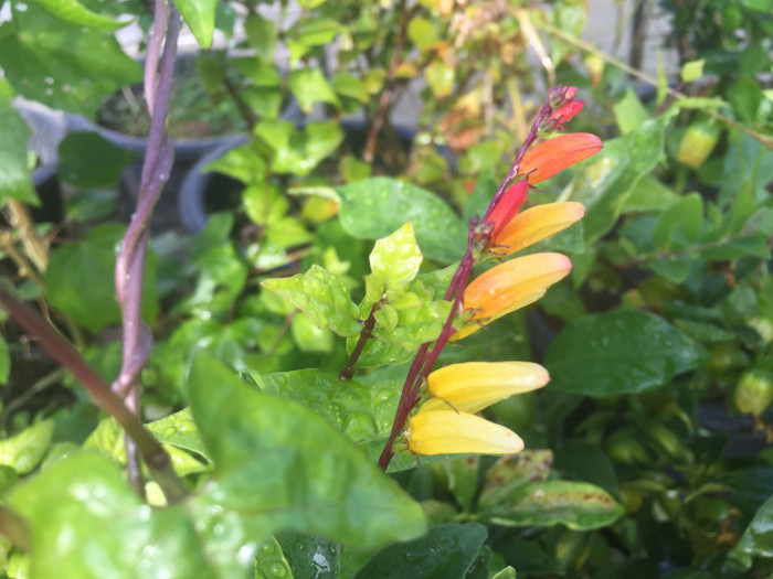 폭죽덩굴 - Firecracker Vine, Spanish Flag, Ipomoea lobata (Cerv.) Thell.
