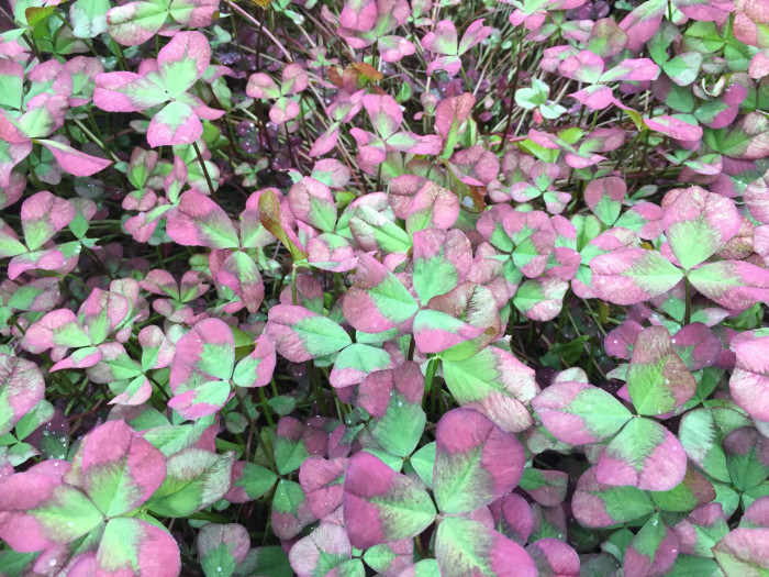 토끼풀 - clover, Trifolium repens L.