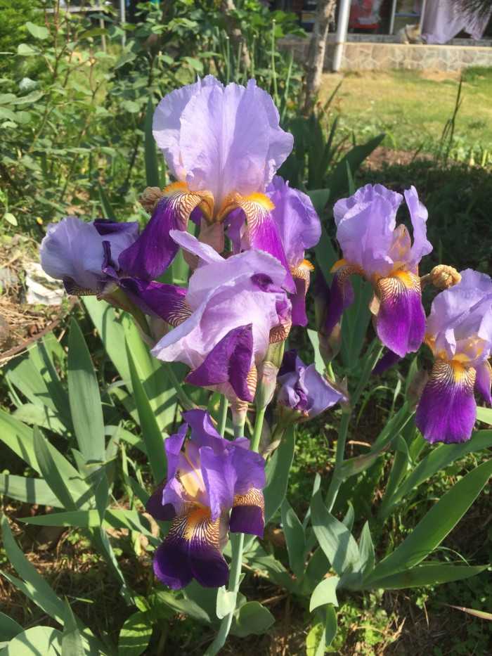 독일붓꽃 - German iris, Iris germanica L.