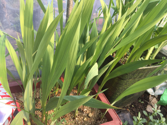 글라디올러스 - Gladiolus gandavensis Van Houtte