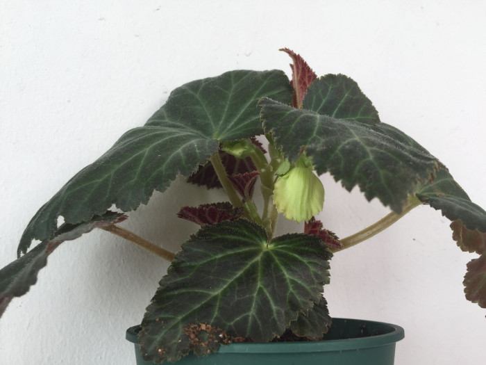 꽃베고니아 - Wax Begonias, Begonia semperflorens