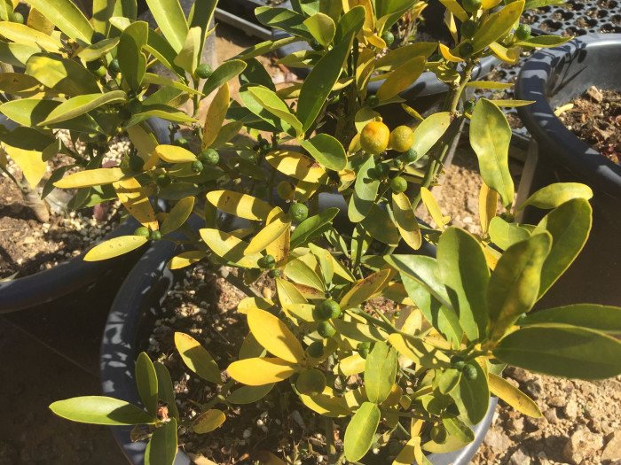금귤 - Kumquat, Fortunella japonica
