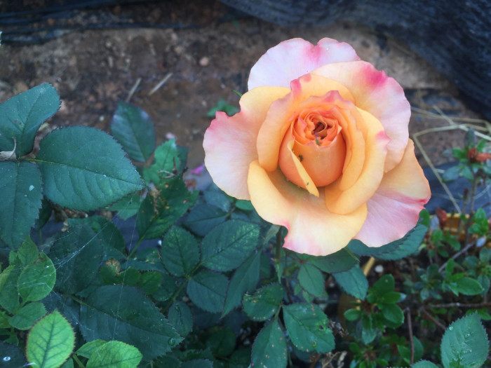 장미 - Rose, Rosa hybrida