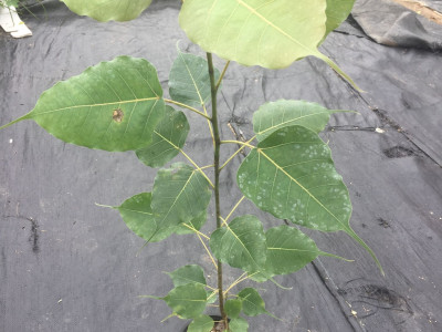 보리수고무나무 사진 - Ficus religiosa L. Photos