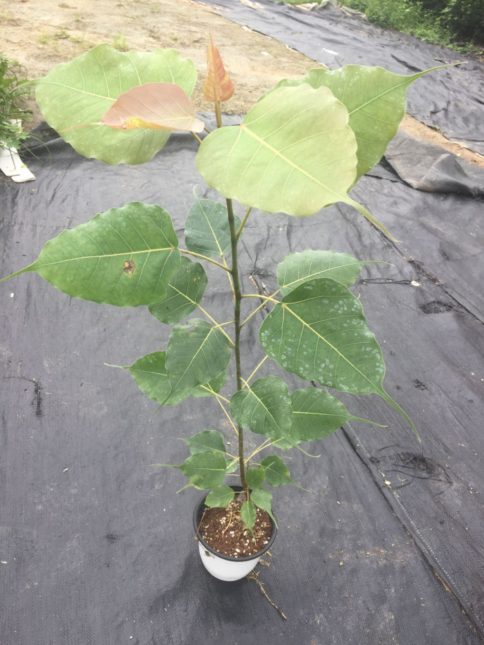 보리수고무나무 - Botree, Peepul tree, Pipaltree, Ficus religiosa L.