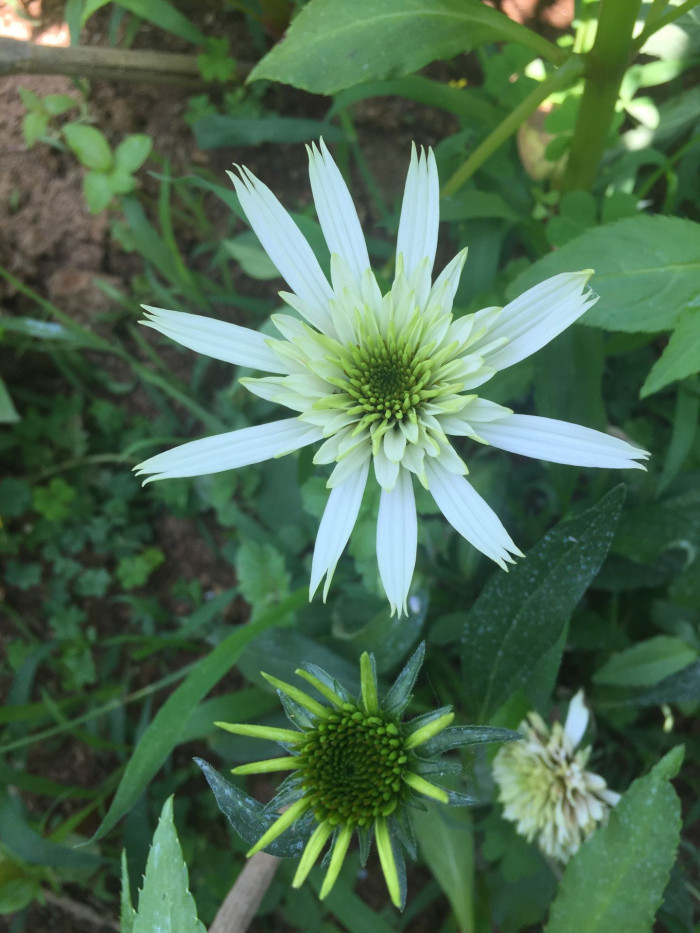 에키네시아 - eastern purple coneflower, hedgehog coneflower, purple coneflower, Echinacea purpurea
