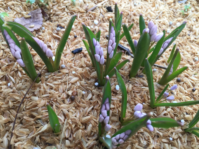 쉴라 - Scilla, Scilla spp.