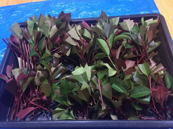 홍가시나무 - Red Robin, Photinia glabra (Thunb.) Maxim.