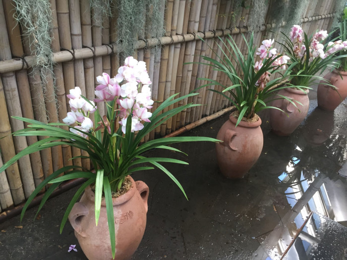 호접란 - Moth orchids, phalaenopsis