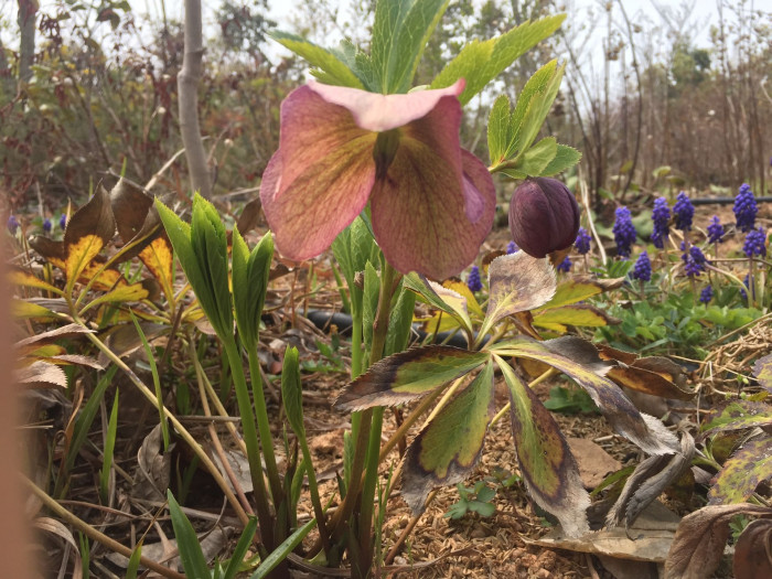 크리스마스로즈 - Christmas rose, Black hellebore, Helleborus niger L.
