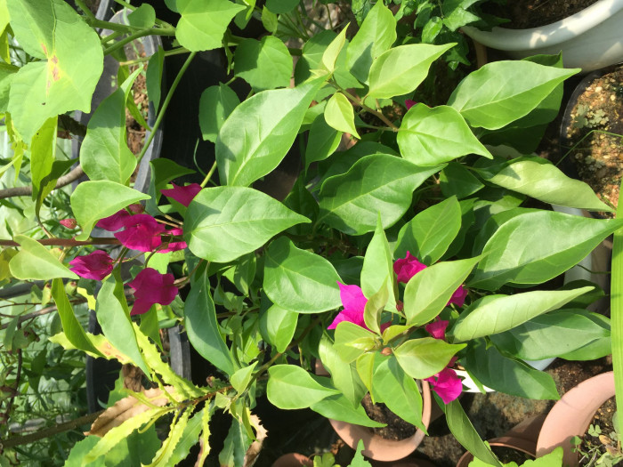 부겐베리아 - paper flower, Bougainvillea glabra
