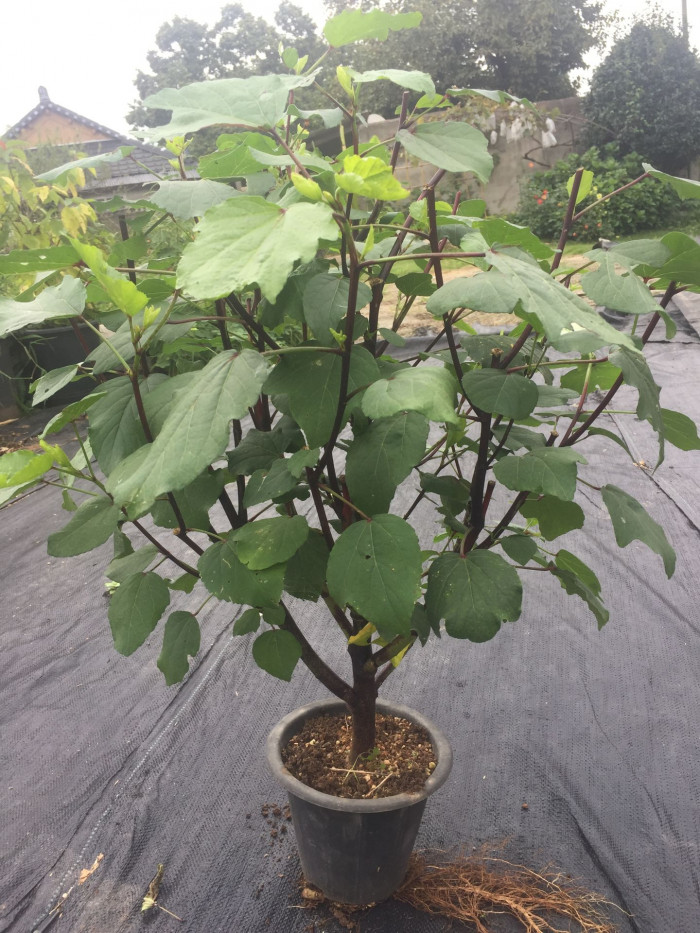 로젤 - Rozelle, Red Thai Roselle, Yellow bloom Roselle Hibiscus, Hibiscus sabdariffa L.