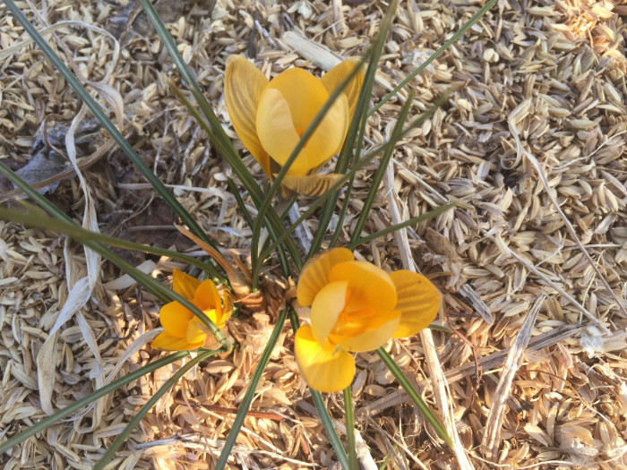 크로커스 - Crocus, Crocus spp.