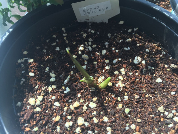 콜로카시아 아피니스 제닝시  - Dwarf Elephant Ear, Colocasia affinis 