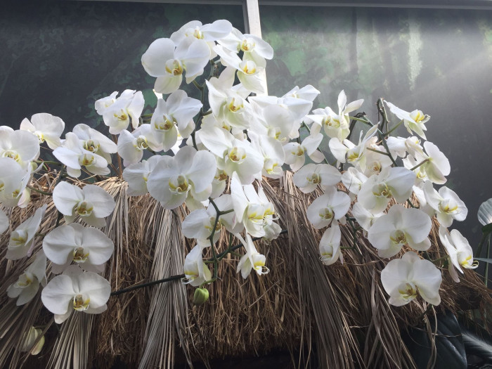 호접란 - Moth orchids, phalaenopsis