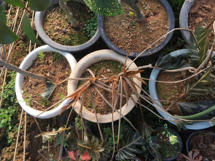 필로덴드론 셀로움 - Selloum philodendron, Philodendron bipinnatifidum