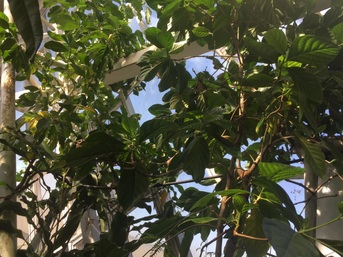 노니 - Noni fruit, Morinda citrifolia