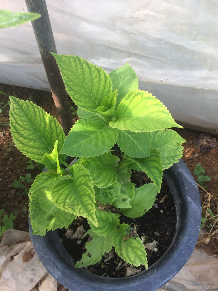 수국 - Hydrangea, Hydrangea macrophylla (Thunb.) Ser. for. otaksa (Siebold & Zucc.) E. H. Wilson