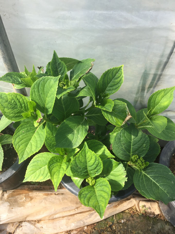 수국 - Hydrangea, Hydrangea macrophylla (Thunb.) Ser. for. otaksa (Siebold & Zucc.) E. H. Wilson