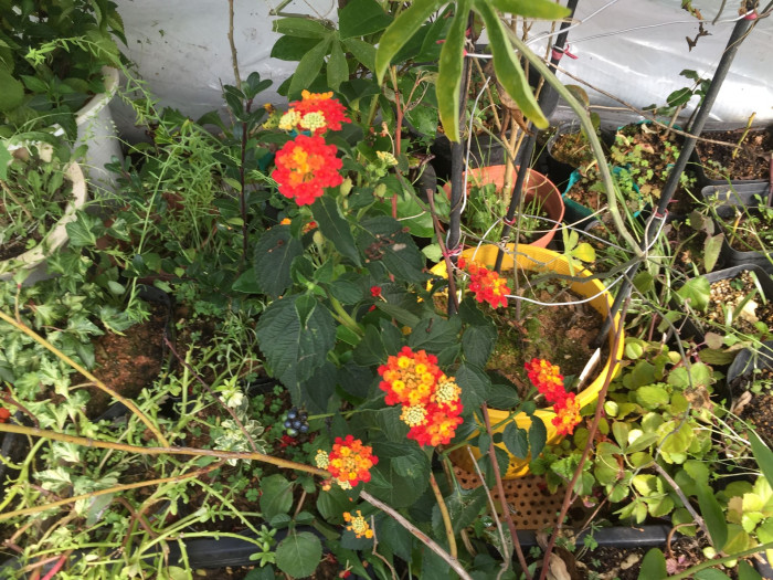 란타나 - Spanish Flag, West Indian Lantana, Lantana camara