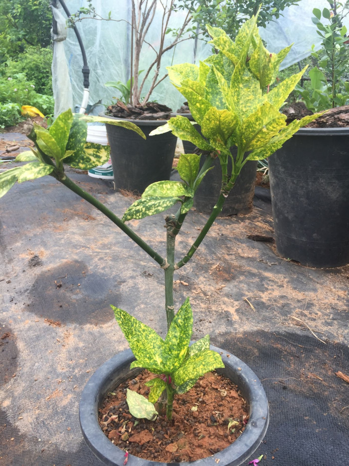 금식나무 - Aucuba japonica for. variegata (Dombrain) Rehder