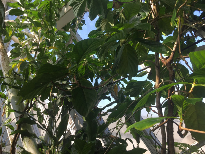 노니 - Noni fruit, Morinda citrifolia
