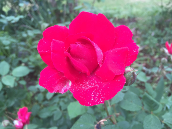 장미 - Rose, Rosa hybrida