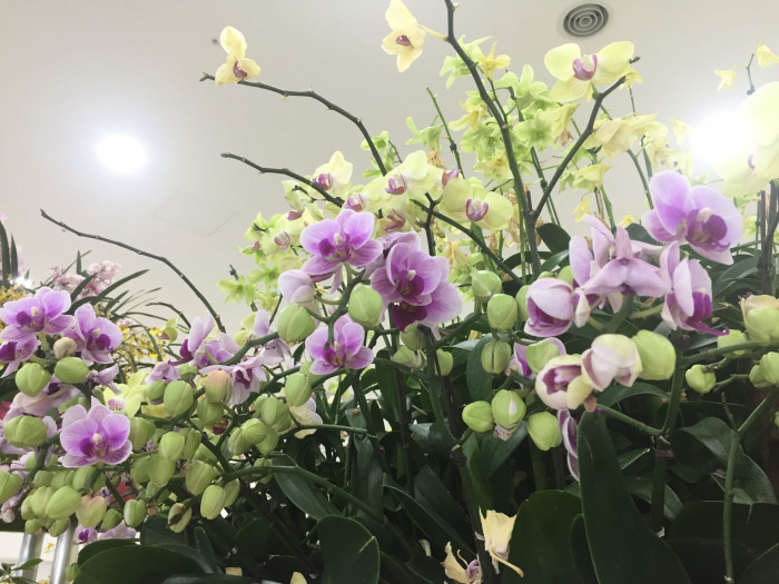 호접란 - Moth orchids, phalaenopsis