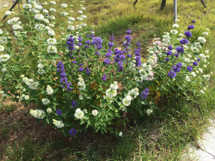 층꽃나무 - Bluebeard, Caryopteris incana (Thunb.) Miq.