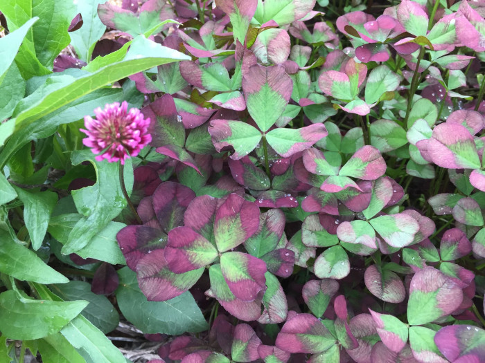 토끼풀 - clover, Trifolium repens L.