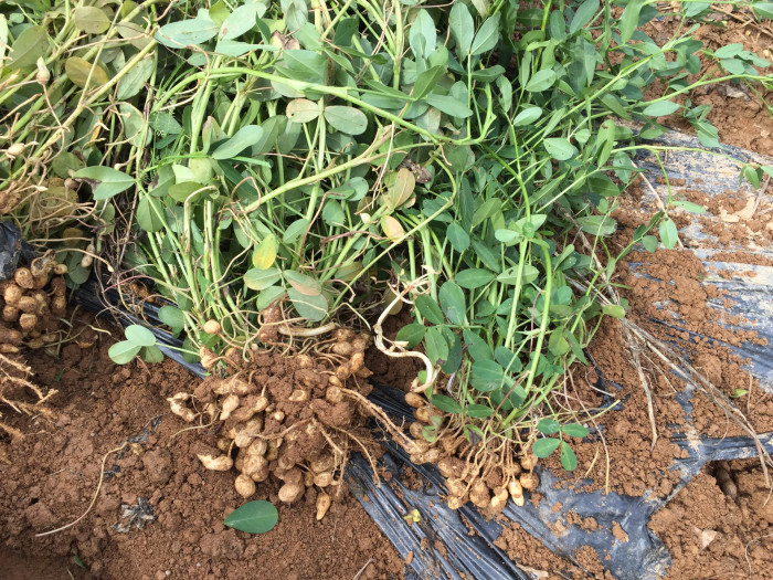 땅콩 - Arachis hypogaea L.