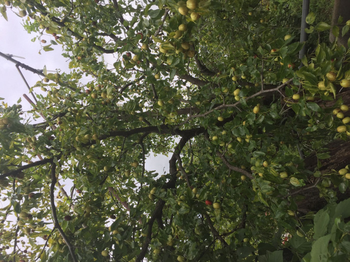 대추나무 - Jujubier, Zizyphus jujuba var. inermis (Bunge) Rehder