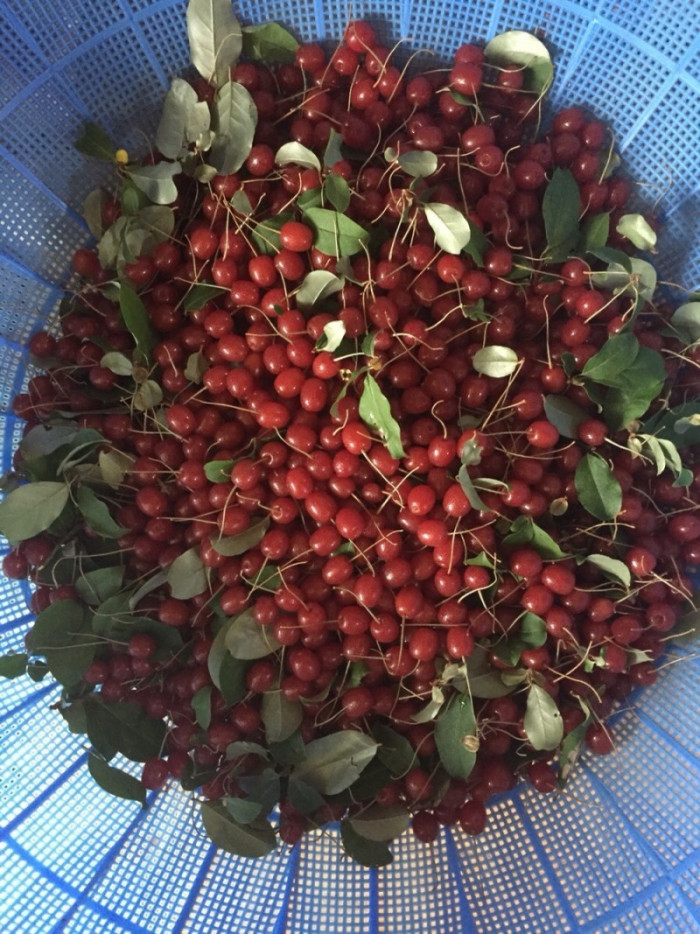 보리수나무 - Littleleaf linden tree, Elaeagnus umbellata Thunb.