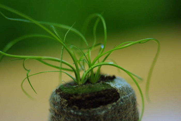 용수철골풀 - Juncus effusus Spiralis
