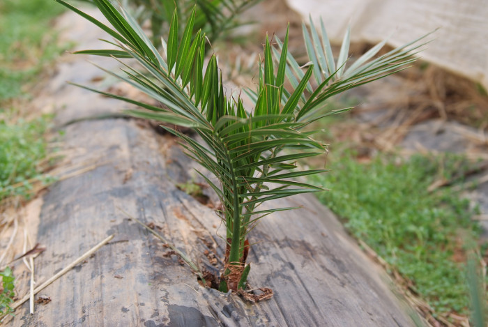 뷰티아야자 - Jelly palm, Butia odorata (Barb.Rodr.) Noblick
