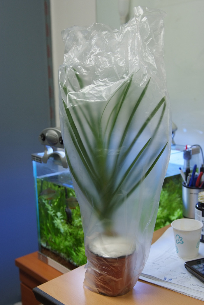 덕구리난 - Pony Tail Palm, Beaucarnea recurvata