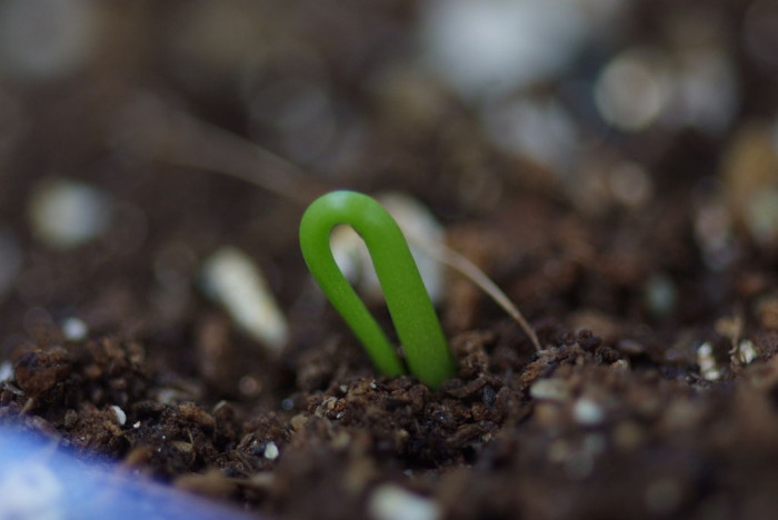 청각전 - Climbing Onion, Bowiea volubilis