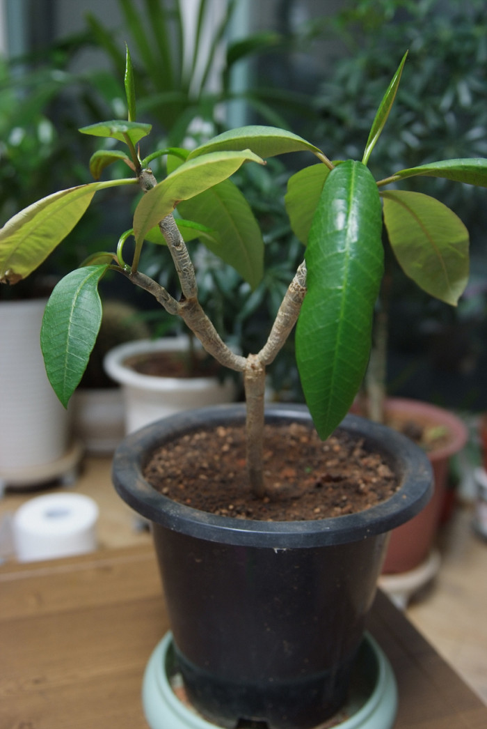 러브하와이 - Flumeria, Plumeria Alba