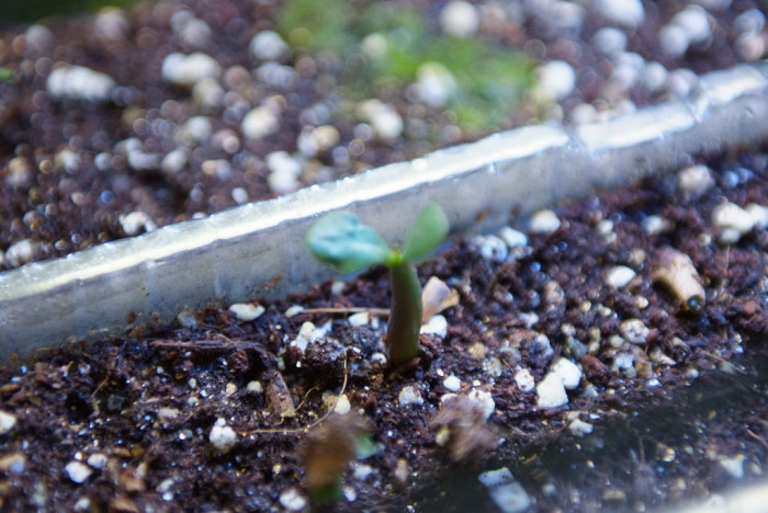 석화 - Adenium obesm, Adenium