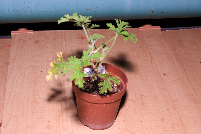 로즈제라늄 - Pelargonium graveolens