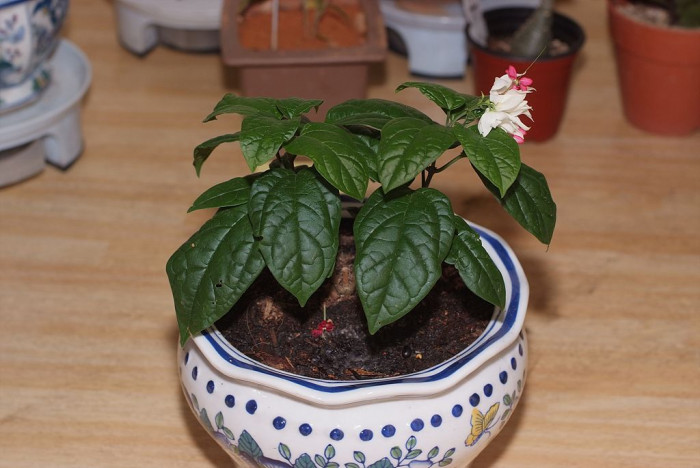 클레로덴드럼 톰소니에 - Bleeding-heart vine, Clerodendrum Thomsoniae