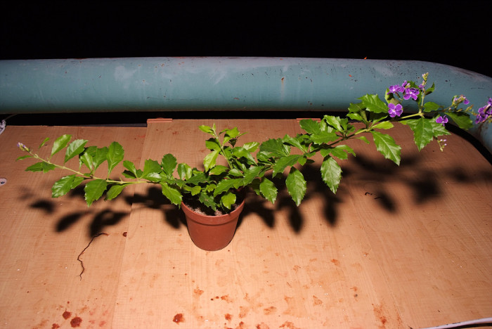 듀란타 - Duranta repens, Duranta erecta L