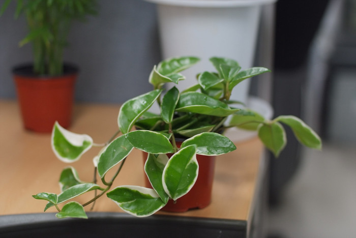 호야꽃 - Waxplant, Hoya, Hoya carnosa