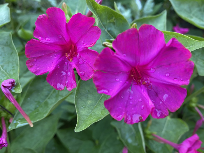 분꽃 - Mirabilis jalapa L.