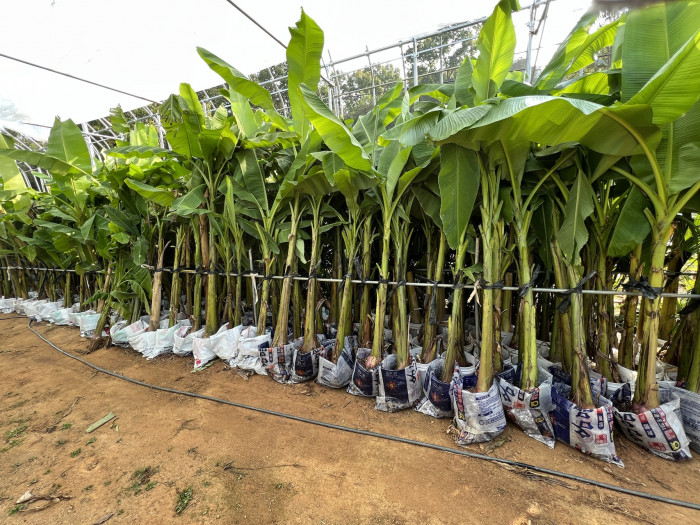 파초 - Japanese banana, Japanese fibre banana, hardy banana, Musa basjoo Siebold & Zucc.